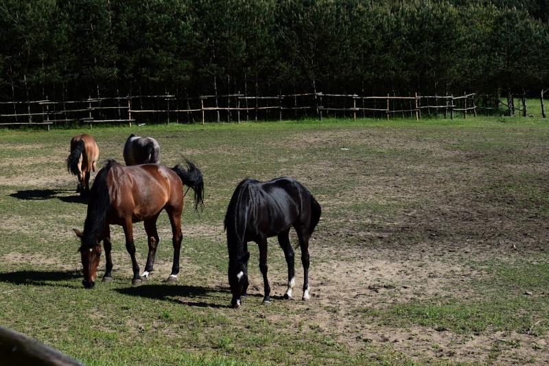 Konie w Stadninie pod lasem w Czarnem (fot. PJ)  