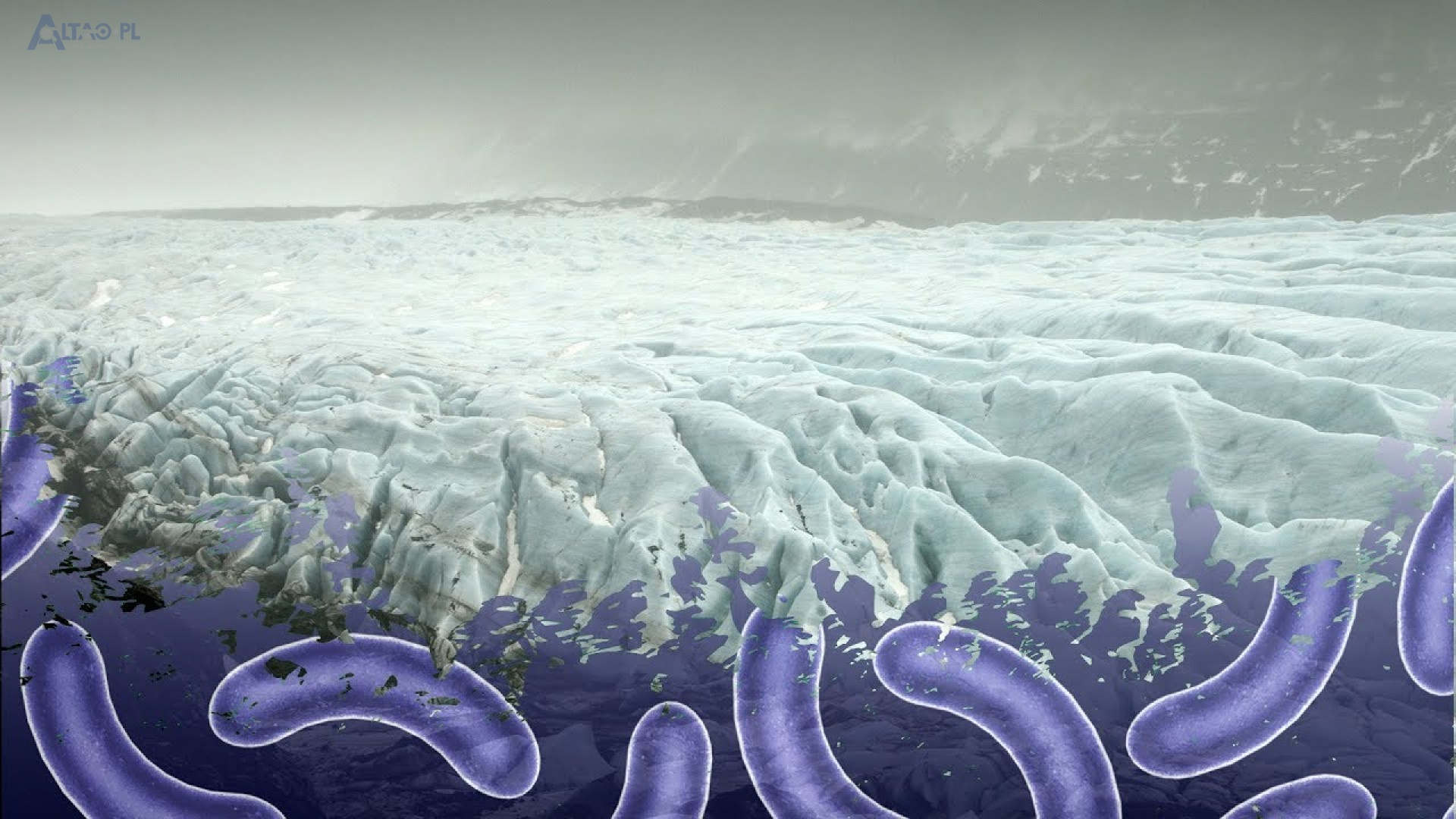 Земля без бактерий. Вечная мерзлота Арктика. Микроорганизмы в ледниках. Бактерии в ледниках. Микроорганизмы в вечной мерзлоте.