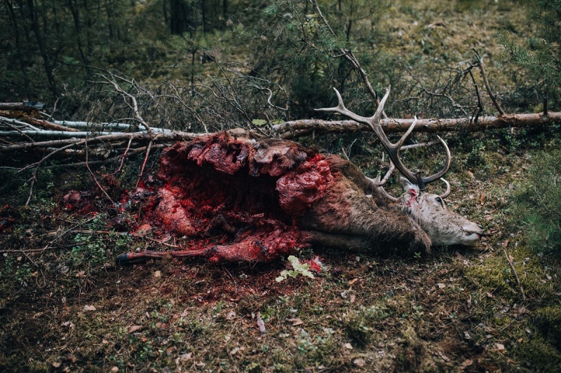 Kadr z filmu „W lesie dziś nie zaśnie nikt” (źródło: materiały prasowe/ Next Film)  