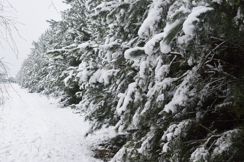 Pani Zima na Kujawach - zaczarowany las (fot. PJ)  