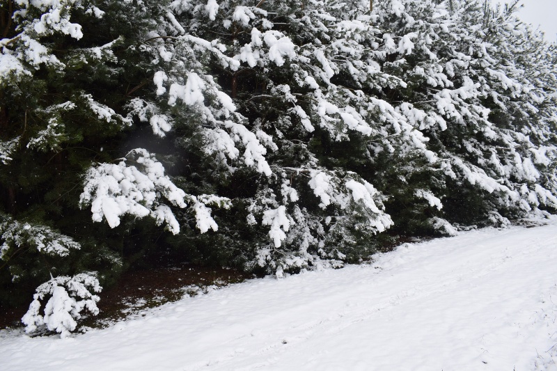 Pani Zima na Kujawach - zaczarowany las (fot. PJ)  