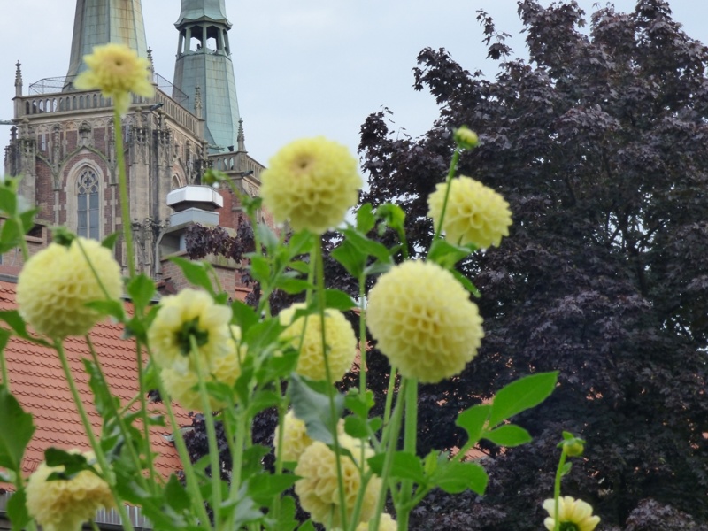Cuda Ogrodu Botanicznego Uniwersytetu Wrocławskiego - naprawdę ciekawy kadr
  