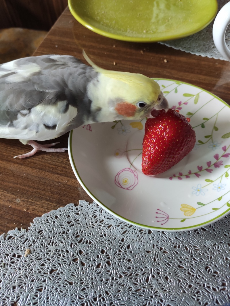Papuga Wasyl lubi też truskawki (fot. Maciek Sobczak)  