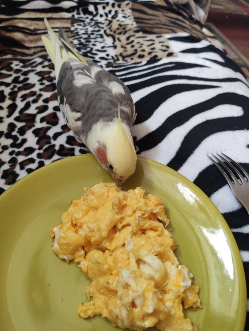 Papuga Wasyl lubi jajecznicę (fot. Maciek Sobczak)  