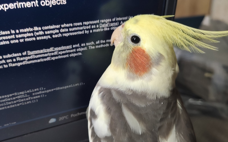 Papuga Wasyl nie potrafi czytać i obsługiwać komputer, ale kto wie... (fot. Maciek Sobczak)  
