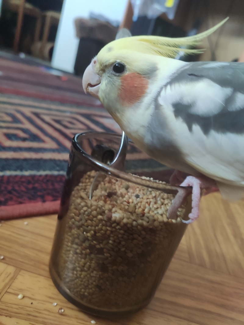 Papuga Wasyl – ptaszek z czubkiem, który zdobywa popularność na Instagramie (fot. Maciek Sobczak)  