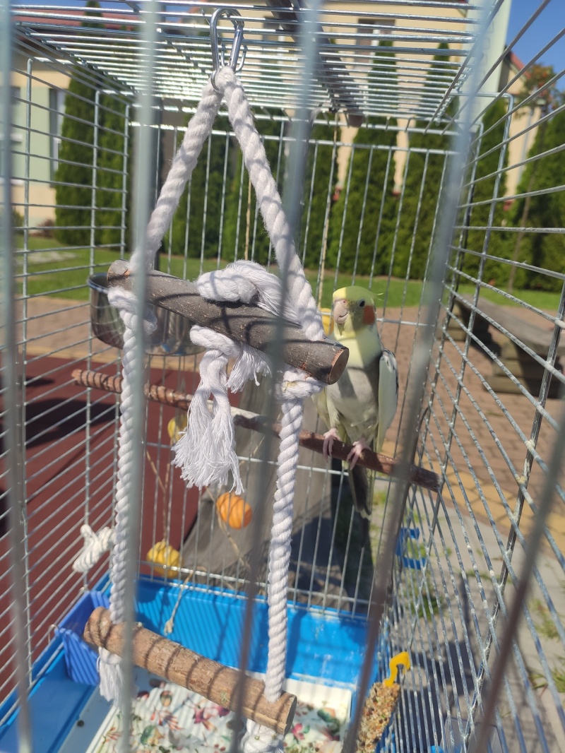 Papuga Wasyl – ptaszek z czubkiem, który zdobywa popularność na Instagramie (fot. Maciek Sobczak)  