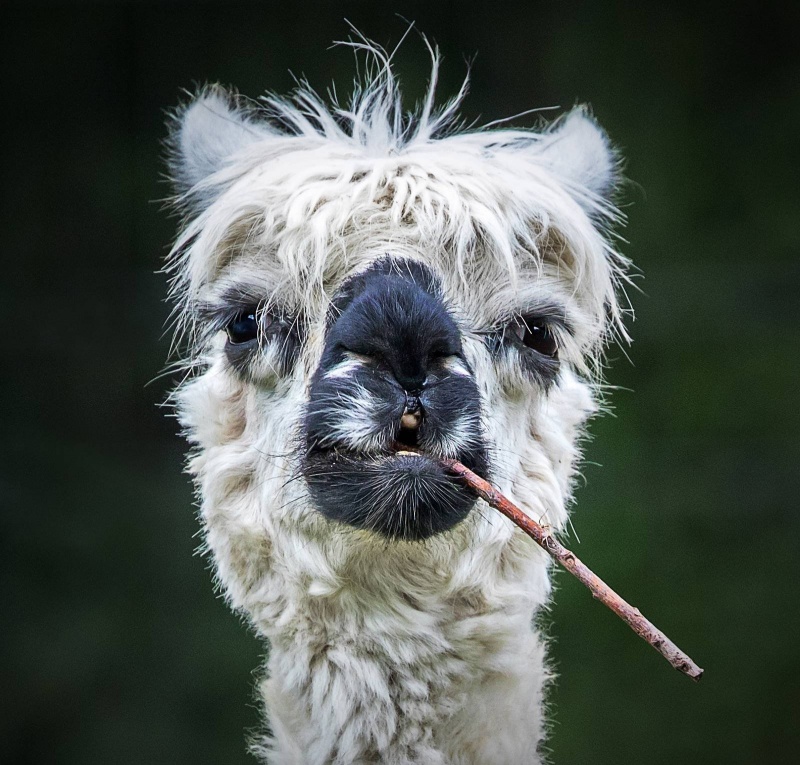 Dumna Alpaka - zwycięskie zdjęcie w kategorii "Wszystkie inne zwierzęta" (fot. Stefan Brusius/źródło: www.comedypetphoto.com)  