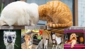 Comedy Pet Photo Awards – uwiecznij pupila za pomocą aparatu! - Comedy Pet Photo Awards;kotki;pieski;pupile;zdjęcia zwierząt;konkurs;najlepsze fotografie;zwierzęta domowe;zwierzęta jak ludzie;Kenichi Morinaga;2000 funtów;pet;zabawne zdjęcia;miny zwierząt;zabawne zwierzęta;opieka;Animal Friends;Pet Photo Awards 2022;piękna inicjatywa