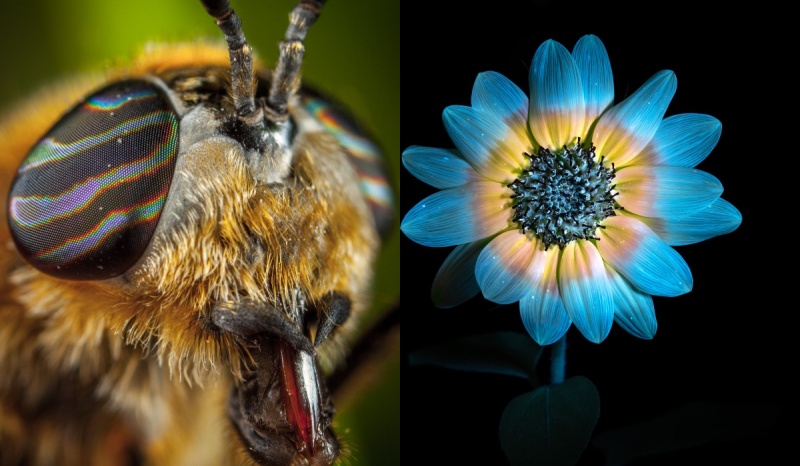 Oko pszczoły (fot. pxhere.com); Kwiat widzialny w ultrafiolecie (fot. wikimedia.org)  