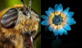 Jak zobaczyć świat oczami pszczół i innych zwierząt? Jest specjalna kamera! - oczami zwierząt;oczy zwierząt;wzrok zwierząt;oczy pszczoły;jak widzą zwierzęta;specjalne kamery;nowa technologia;promieniowanie UV;jak widzą pszczoły;ultrafiolet;University of Sussex;fotoreceptory;niewidzialny świat;nowoczesna kamera;innowacyjne narzędzie