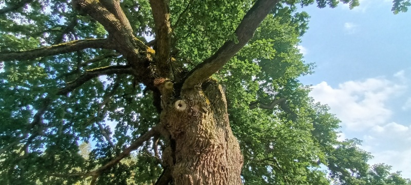 Dąb szypułkowy na Kujawach - magiczne drzewo (fot. PJ)  