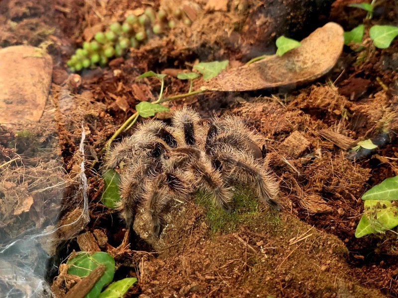 Bezkręgowce - Wystawa Zwierząt Egzotycznych w Dęblinie (fot. Holly Molly)  