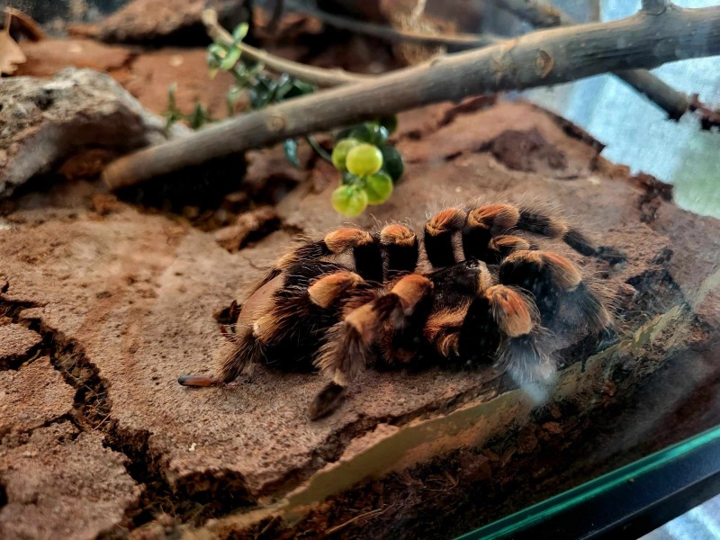 Bezkręgowce - Wystawa Zwierząt Egzotycznych w Dęblinie (fot. Holly Molly)  