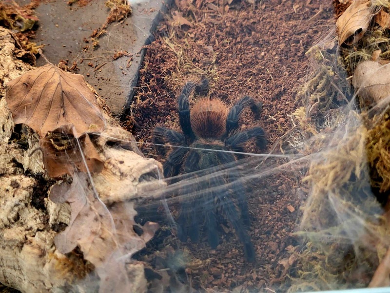 Bezkręgowce - Wystawa Zwierząt Egzotycznych w Dęblinie (fot. Holly Molly)  