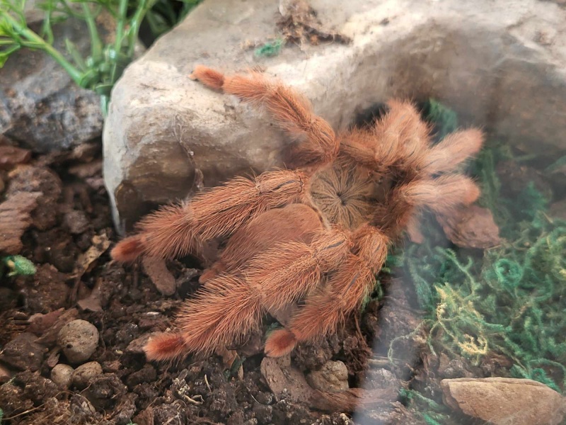 Bezkręgowce - Wystawa Zwierząt Egzotycznych w Dęblinie (fot. Holly Molly)  