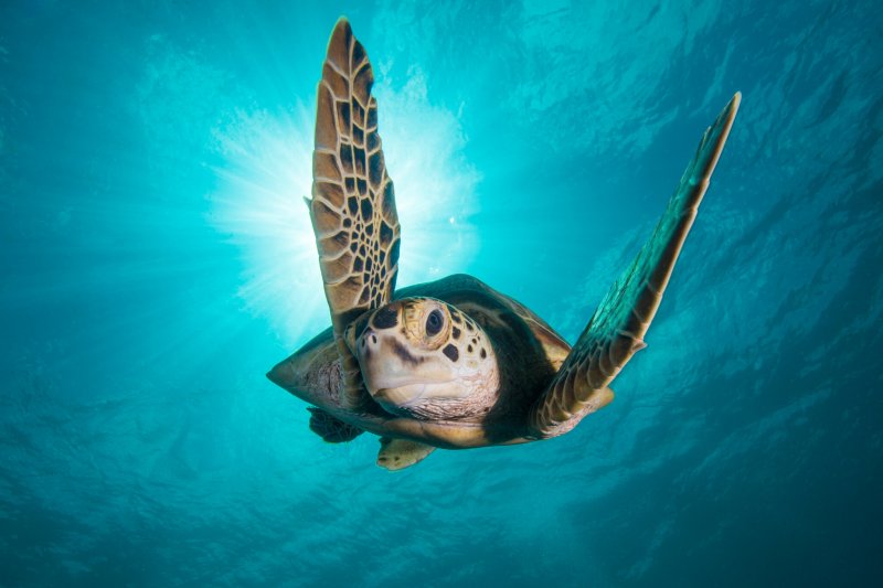 Kadr z filmu animowanego pt. "Błękitna planeta II" (materiały prasowe)   Kadr z filmu animowanego pt. "Błękitna planeta II" (materiały prasowe)