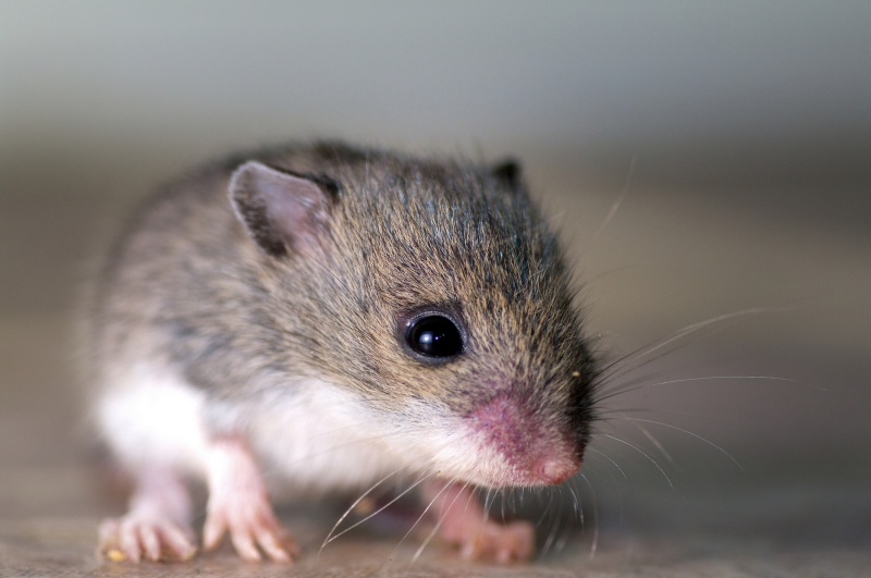 Mysz (źródło: Flickr.com/fot. Nick Harris)  