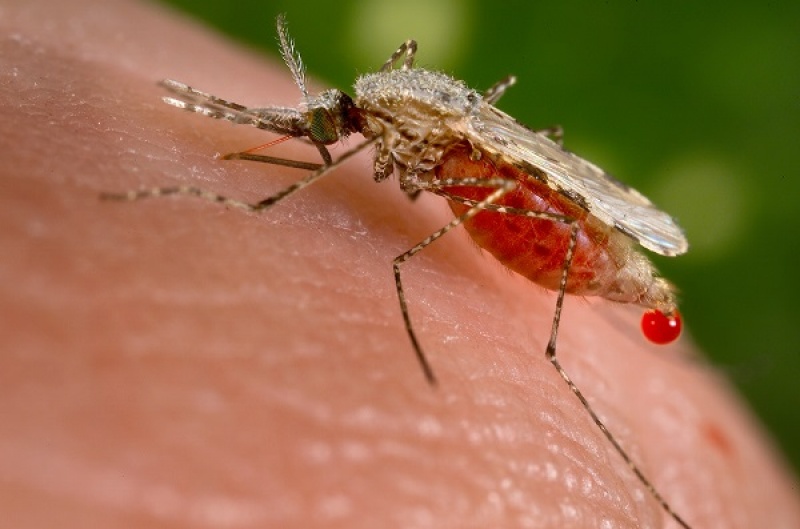 Komar przenosząca malarię (źródło: wikimedia.org)  