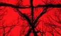 "Blair Witch" – Baba Jaga dalej w lesie straszy… - recenzja;Blair Witch;horror;Adam Wingard;found footage;wiedźma;las;poszukiwanie;sequel;klimat;jump scares
