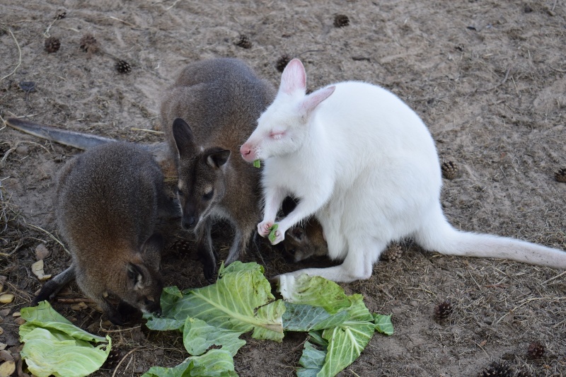 Mini Zoo w Goreniu Dużym - rodzina kangurków je obiadek (fot. PJ)  
