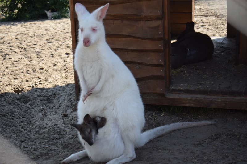 Mini Zoo w Goreniu Dużym - biała kangurzyca z małym kangurkiem (fot. PJ)  