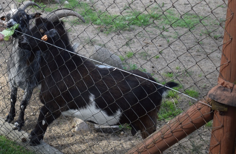 Mini Zoo w Goreniu Dużym - kozy Basie (fot. PJ)  
